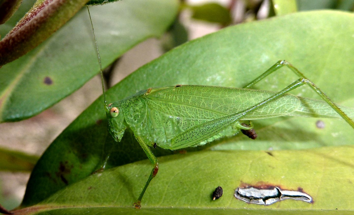 Ninfa di Phaneroptera nana